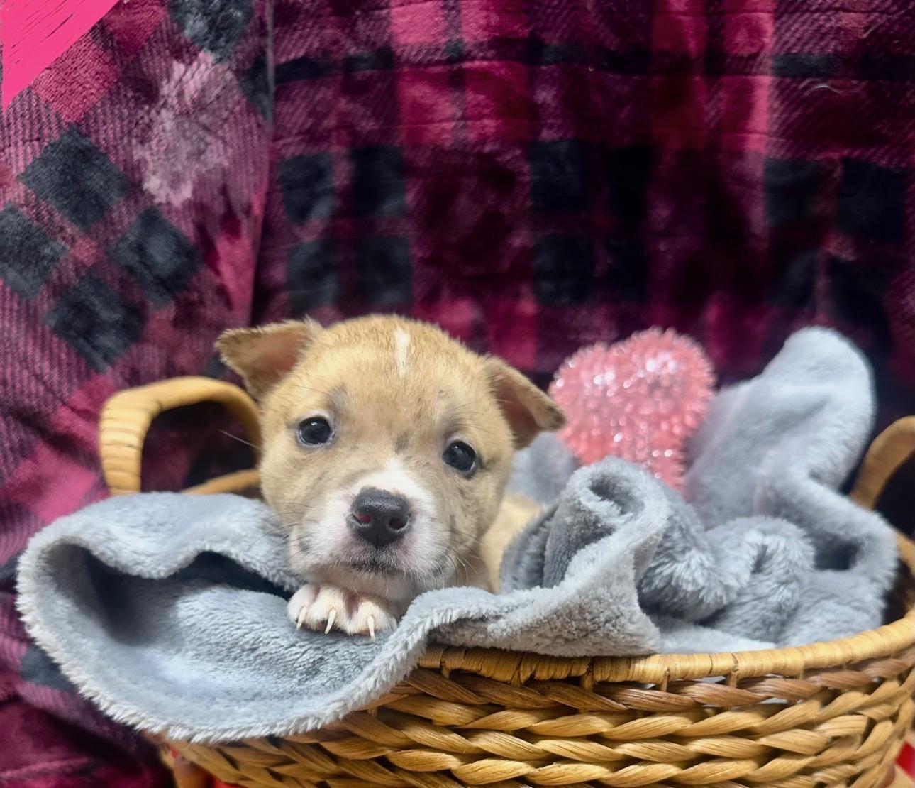 Enlarge Jenga, a ADOPTABLE mixed breed in Copiague, NY image 1/1
