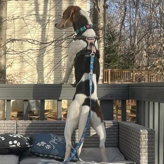 Enlarge Hatet, a Adoptable Mixed Breed in Fredericksburg, VA image 2/6