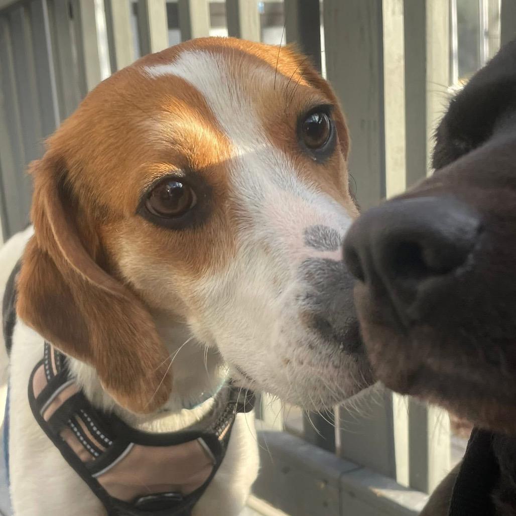 Enlarge Hatet, a Adoptable Mixed Breed in Fredericksburg, VA image 3/6