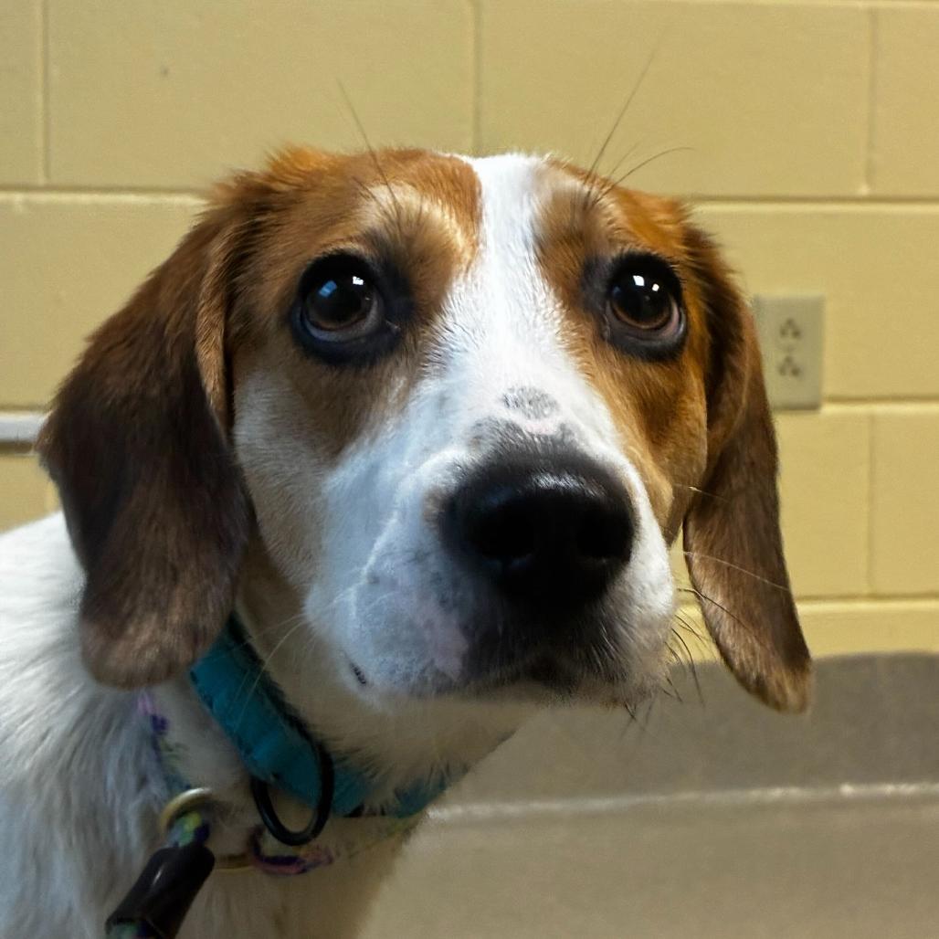 Enlarge Hatet, a Adoptable Mixed Breed in Fredericksburg, VA image 4/6