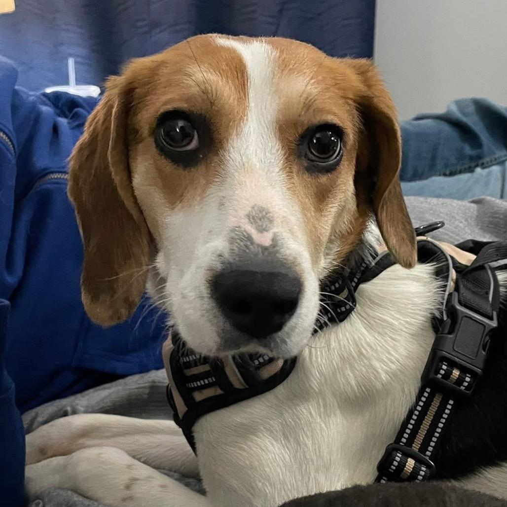 Enlarge Hatet, a Adoptable Mixed Breed in Fredericksburg, VA image 5/6