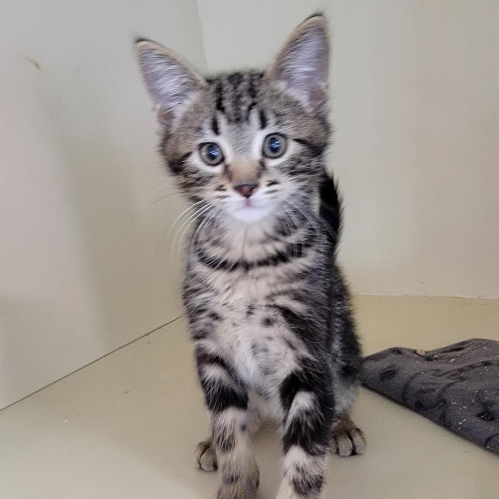 Marlon, Adoptable, Kitten Male Domestic Short Hair.