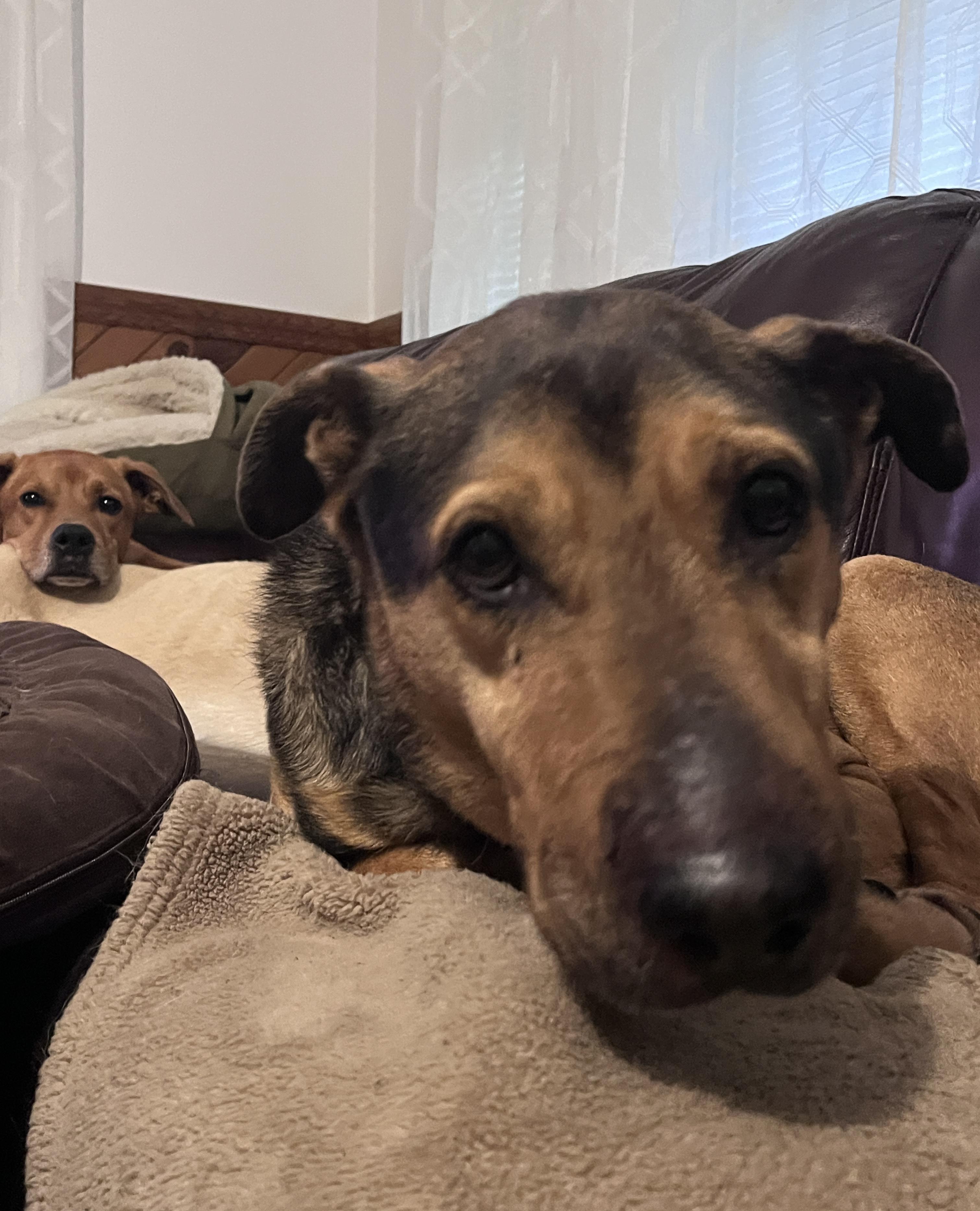MACK, Senior Male German Shepherd Dog