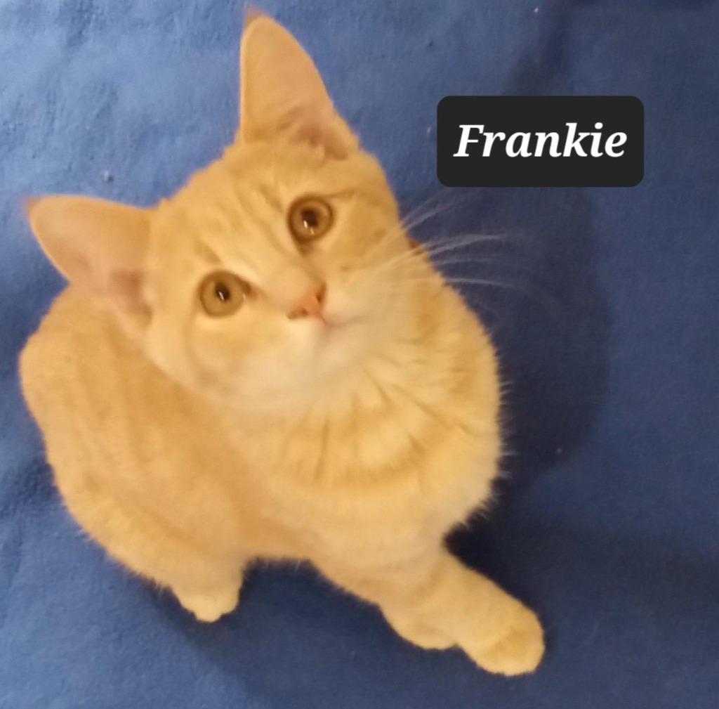 Enlarge Frankie, a Adoptable mixed breed in Buffalo, MO image 1/2