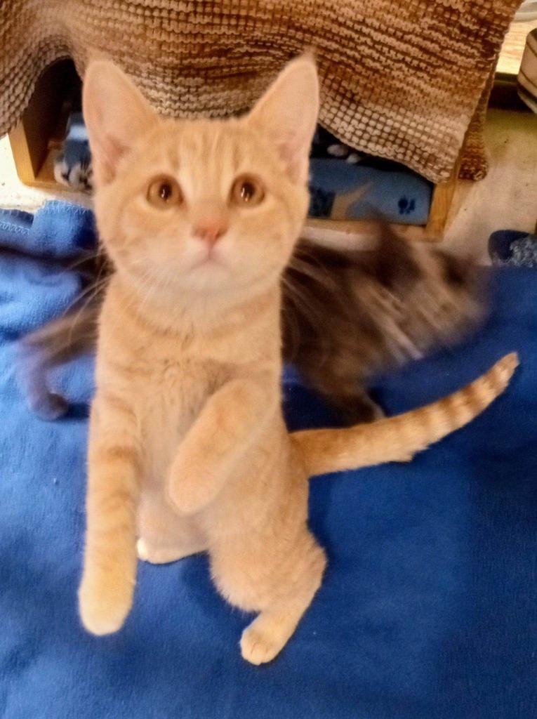 Enlarge Frankie, a Adoptable mixed breed in Buffalo, MO image 2/2