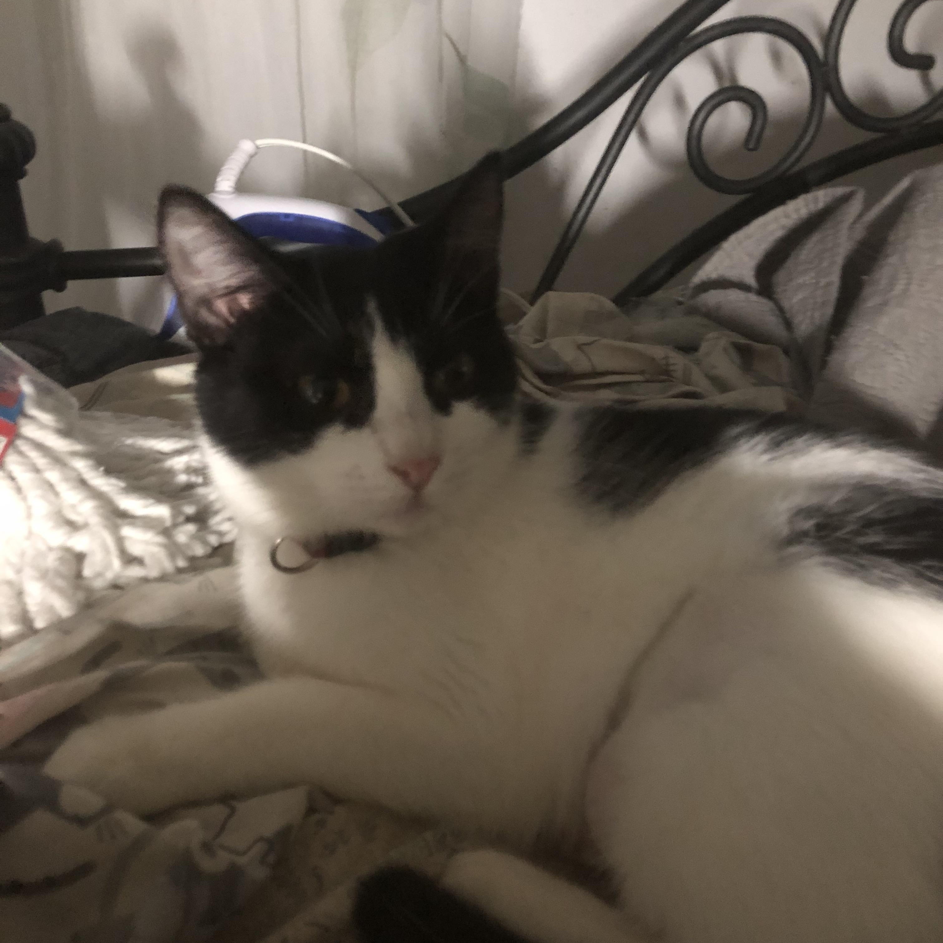 Enlarge Tanzy, a Adoptable mixed breed in Pittsfield, MA image 3/5