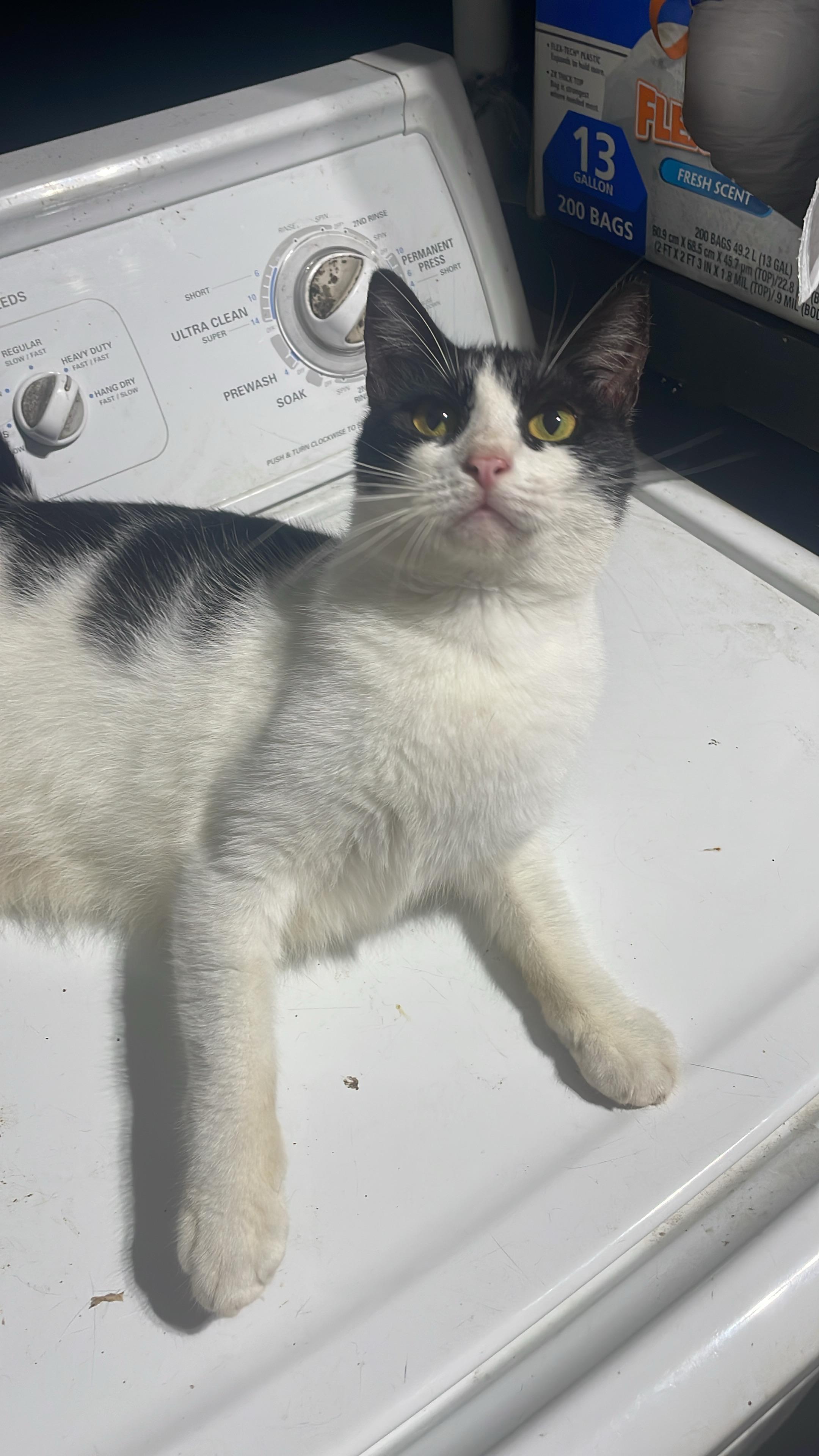 Tanzy, adoptable, Young Female Domestic Short Hair.