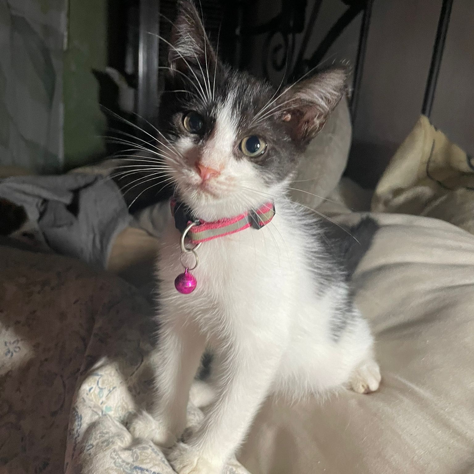 Enlarge Tanzy, a Adoptable mixed breed in Pittsfield, MA image 4/5