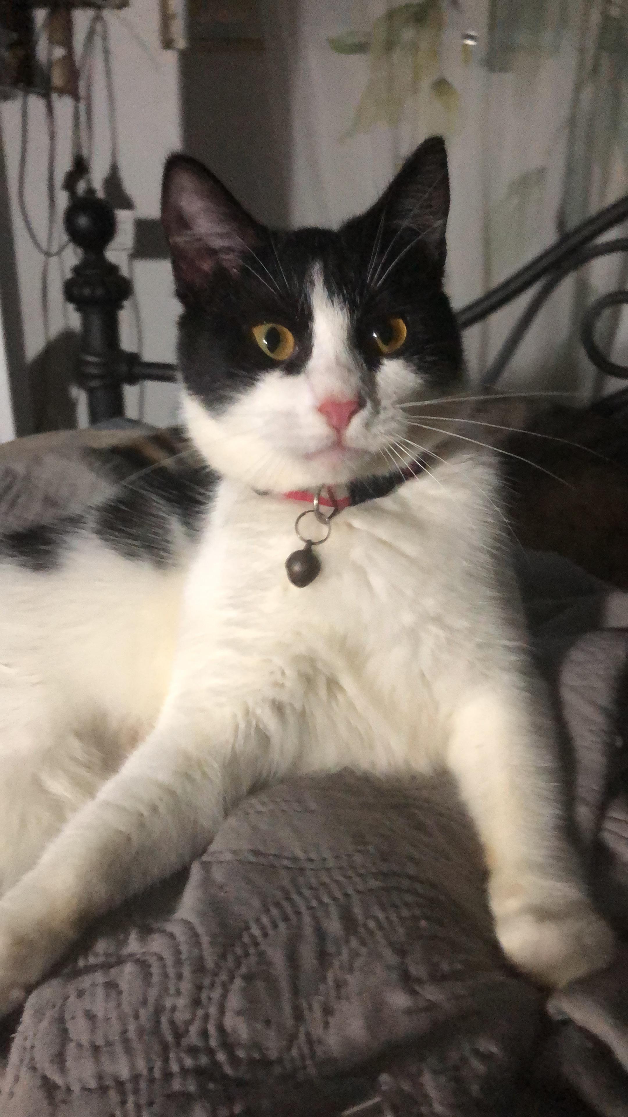 Enlarge Tanzy, a Adoptable mixed breed in Pittsfield, MA image 2/5