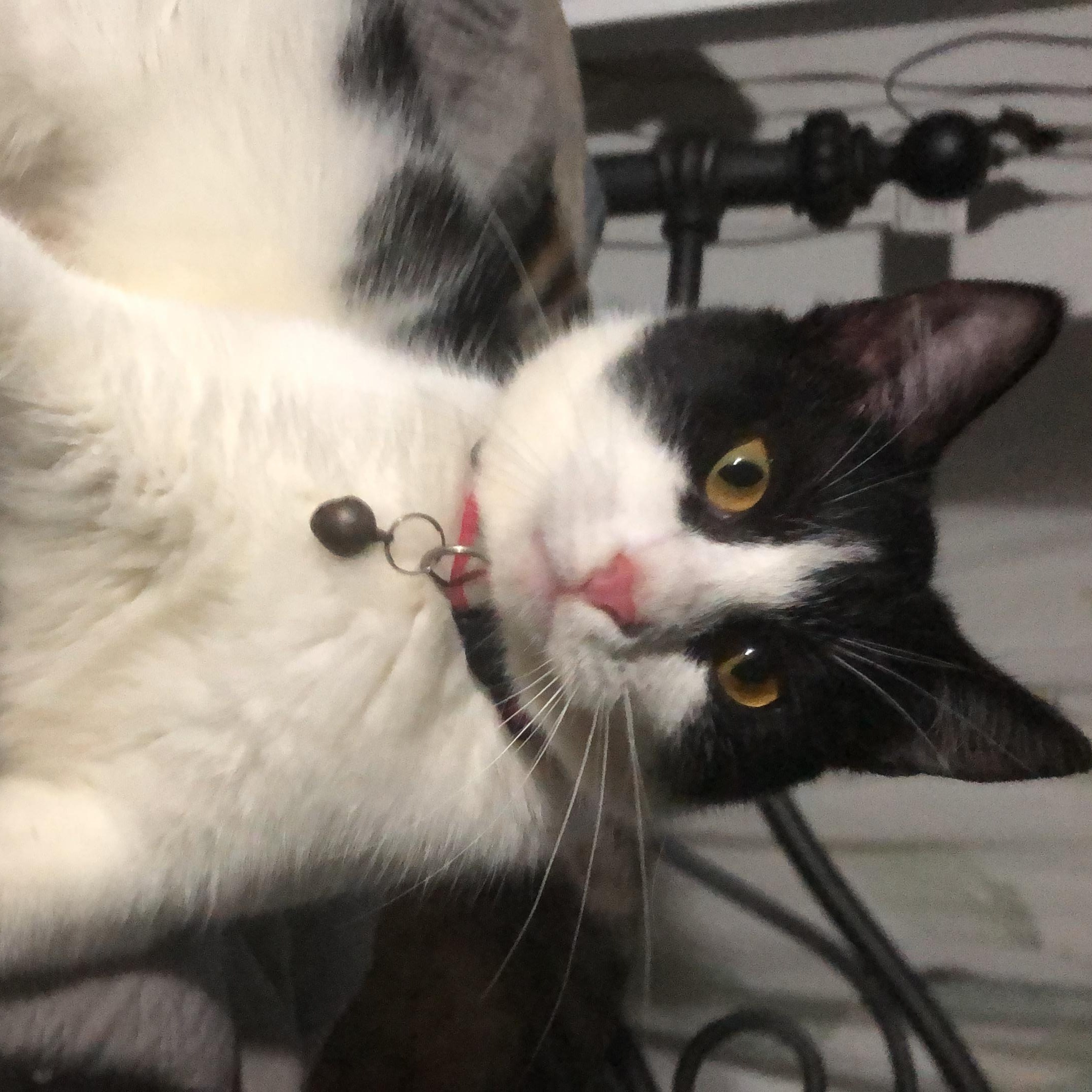 Enlarge Tanzy, an adoptable mixed breed in Pittsfield, MA image 4/6