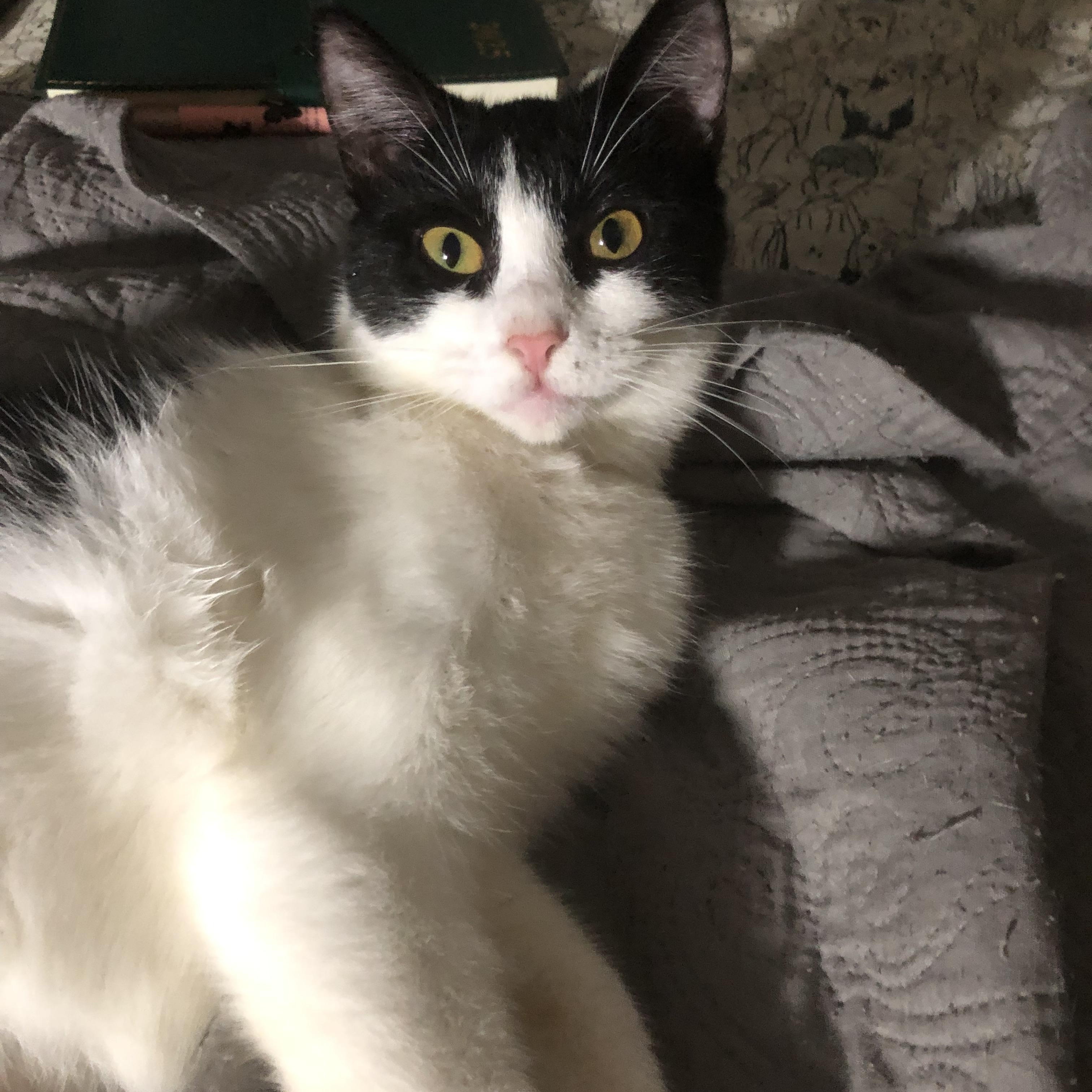 Enlarge Tanzy, a Adoptable mixed breed in Pittsfield, MA image 1/5