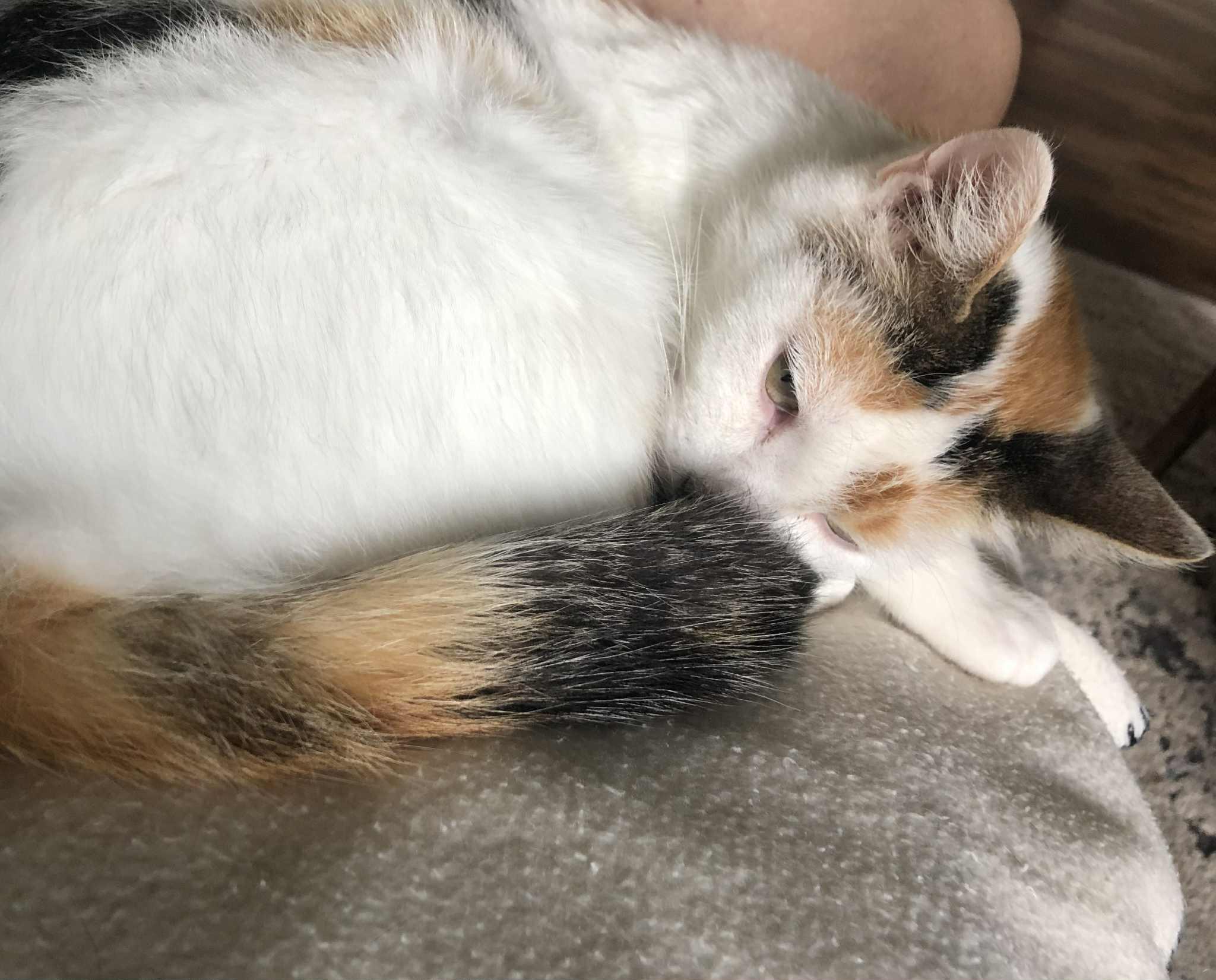 Sadie, Adoptable, Young Female Domestic Short Hair.