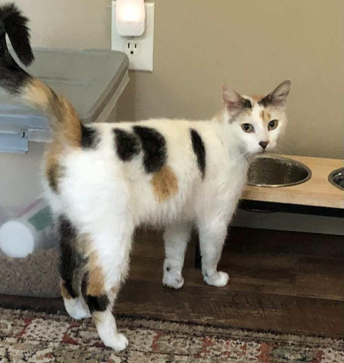 Sadie, a Adoptable Domestic Short Hair in Herculaneum, MO image 2/3