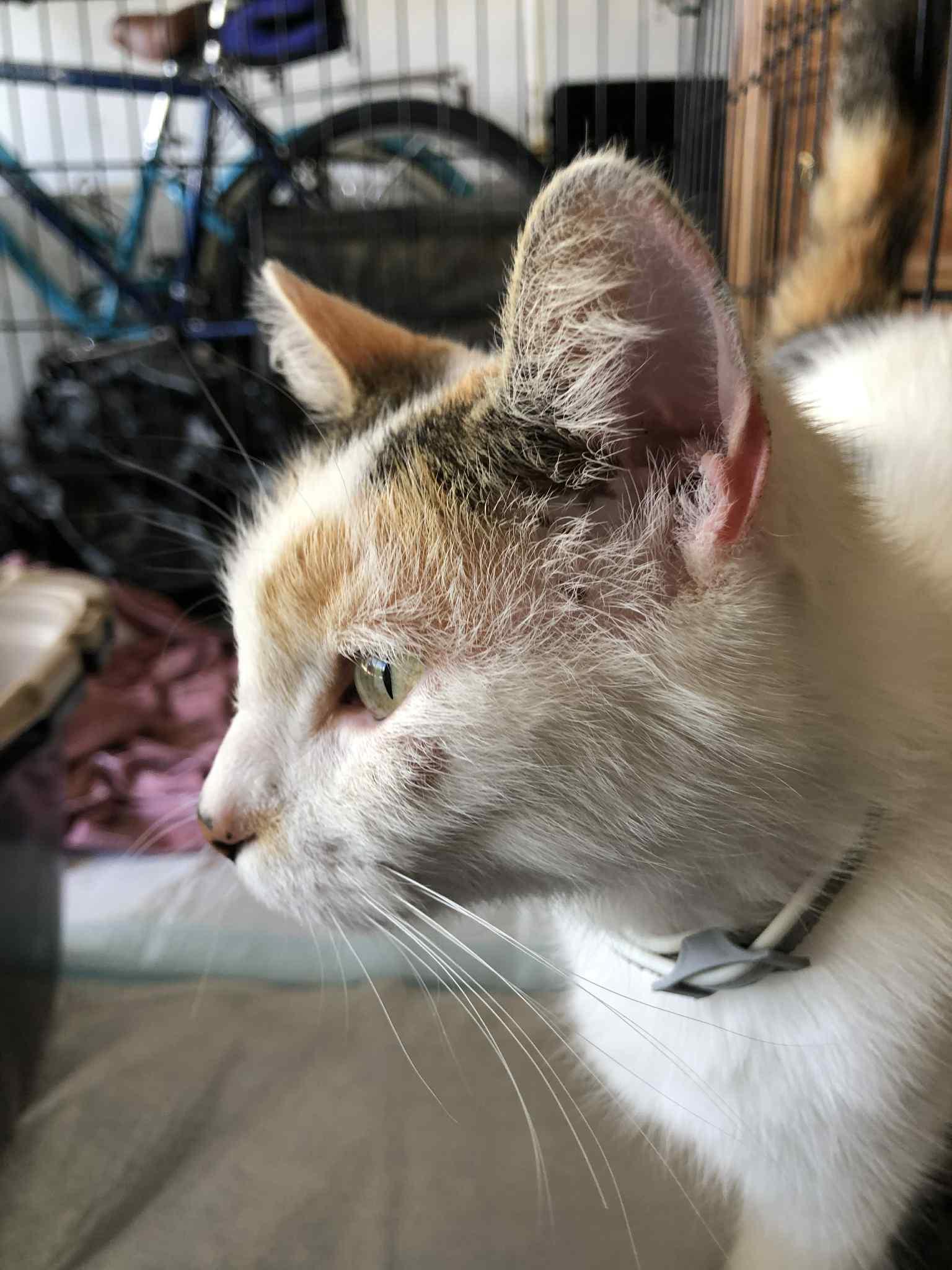 Sadie, a Adoptable Domestic Short Hair in Herculaneum, MO image 3/3