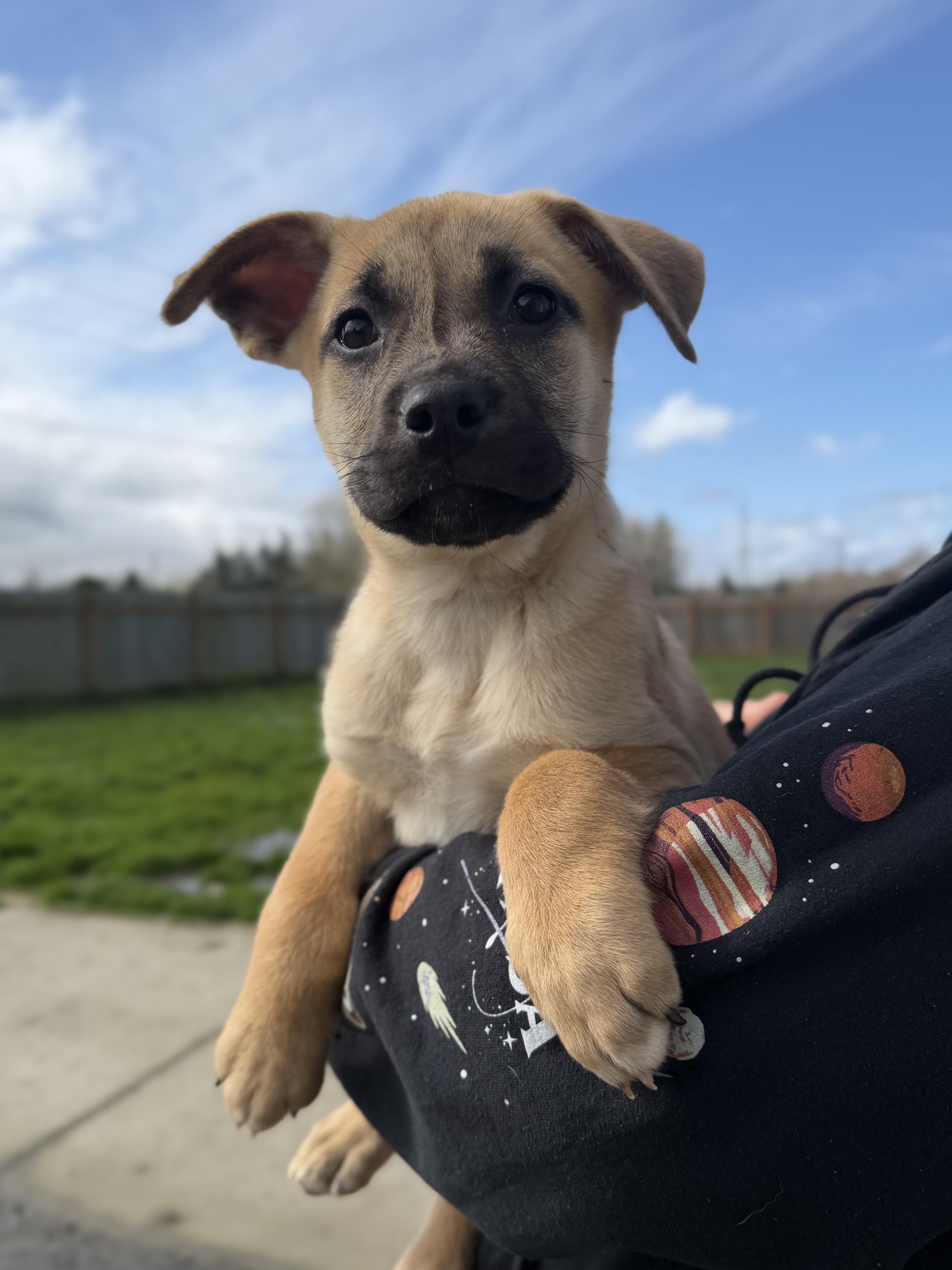 Enlarge Roni, a ADOPTABLE mixed breed in Port Angeles, WA image 1/1
