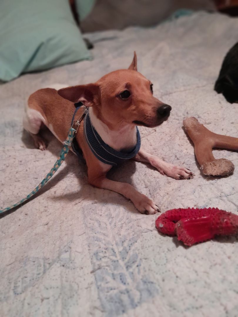 Channing, Adoptable, Young Male Fox Terrier.