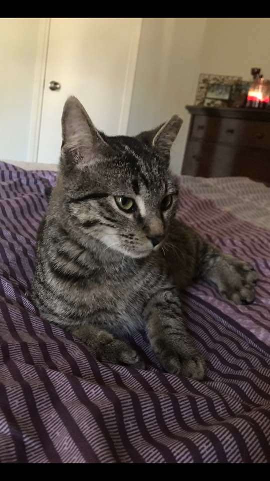 Enlarge Charley, a Adopted Domestic Short Hair in Ocean Springs, MS image 2/3