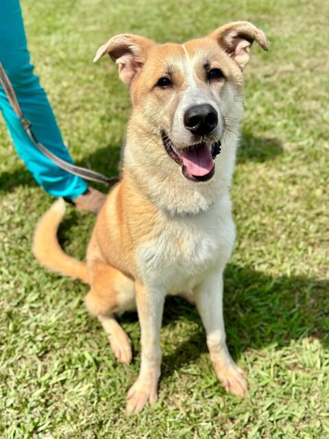 CANYON, Adoptable, Young Male Anatolian Shepherd & Mixed Breed.