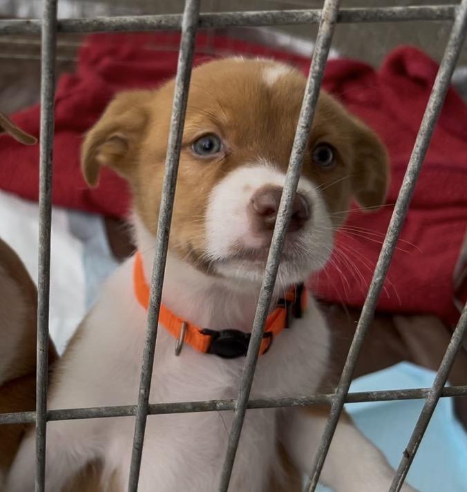 Vodka, a Adoptable mixed breed in Woodland, CA image 3/4