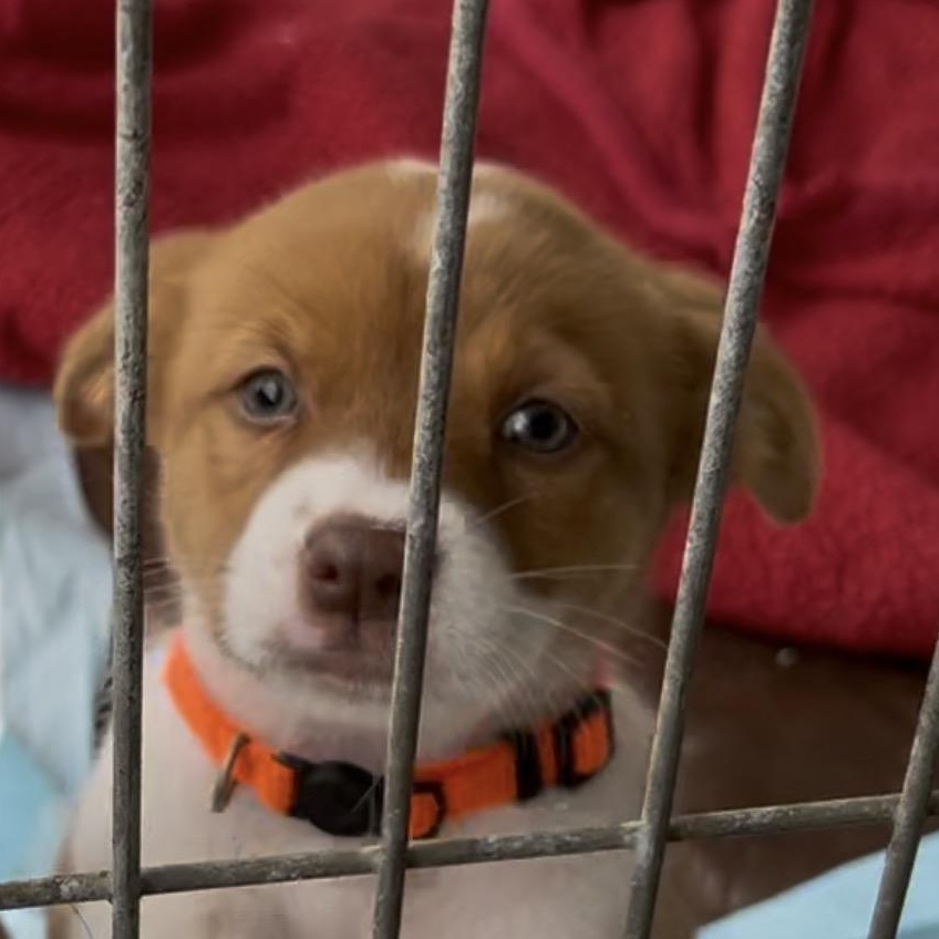 Vodka, Adoptable, Puppy Female Pit Bull Terrier.
