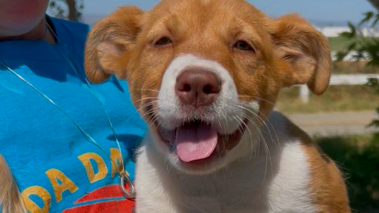 Enlarge Vodka, a Adoptable mixed breed in Woodland, CA video 1/4