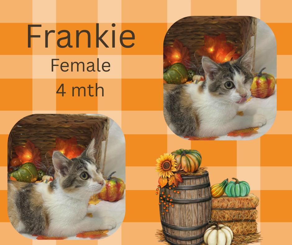 Frankie 1