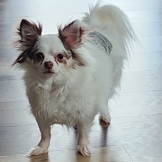 Enlarge Tiko, a Adopted Chihuahua in Mahtomedi, MN image 3/6