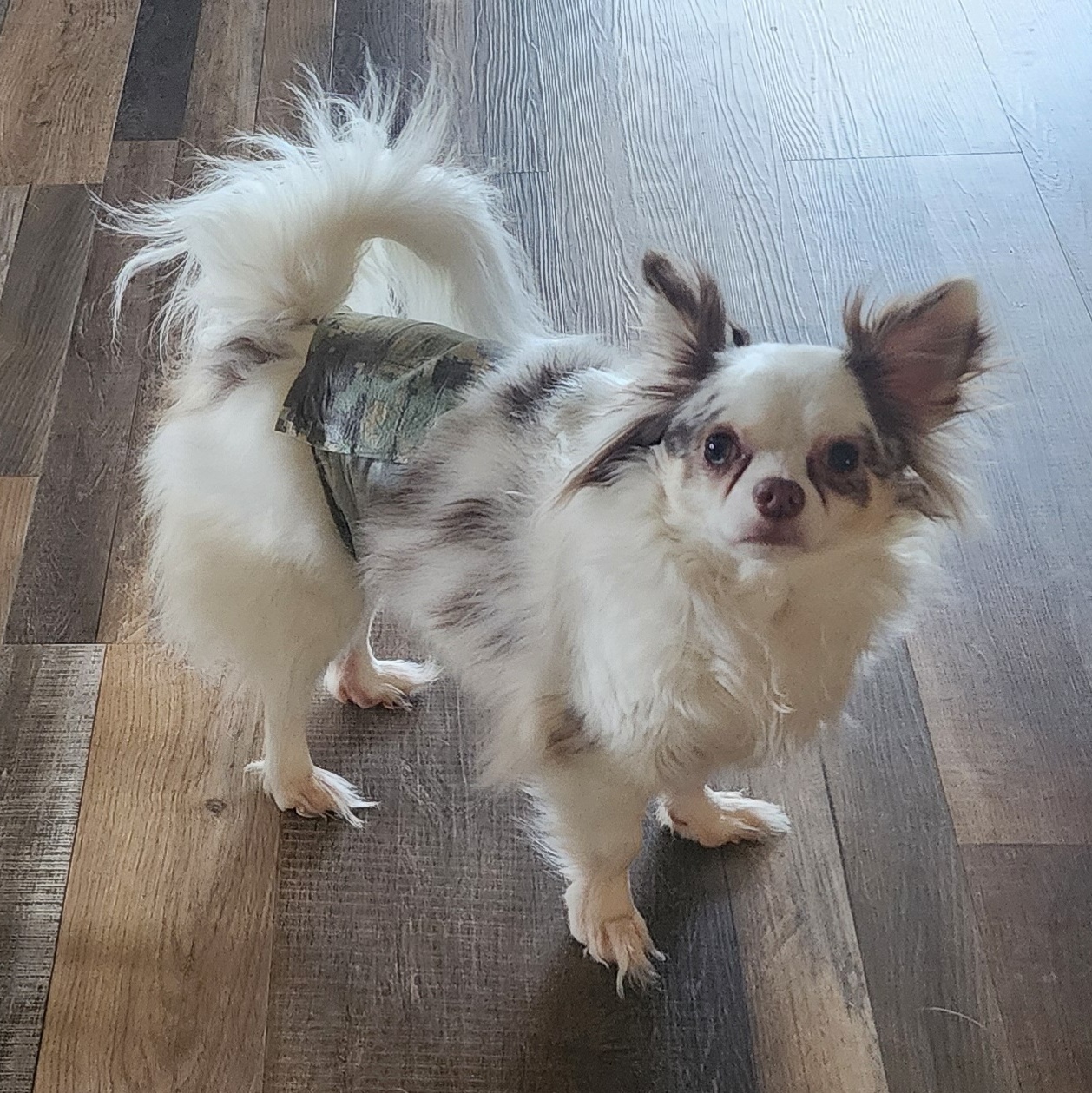 Enlarge Tiko, a Adopted Chihuahua in Mahtomedi, MN image 6/6