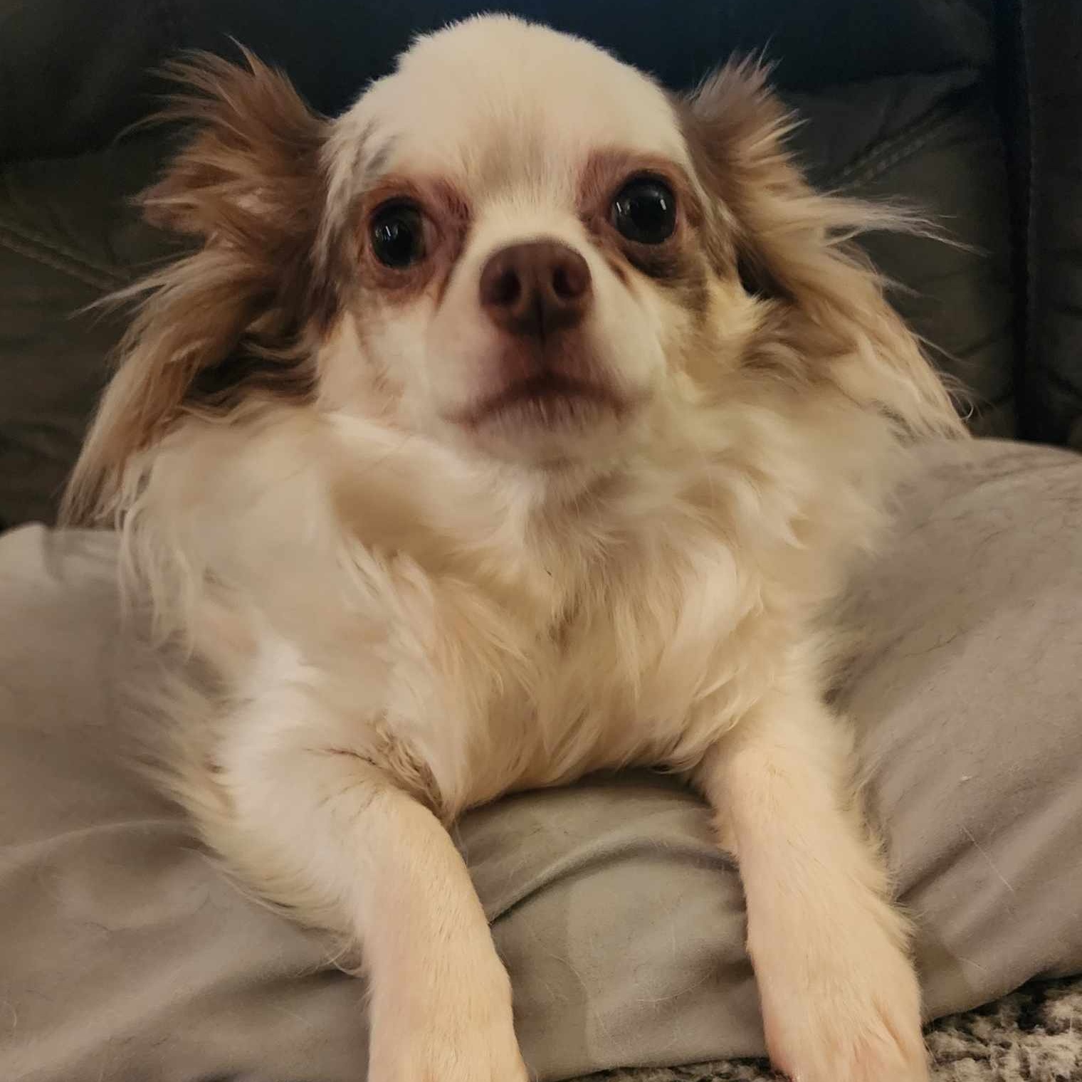 Tiko, Adopted, Adult Male Chihuahua.