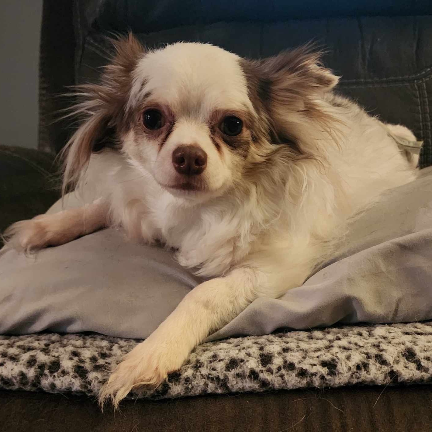 Enlarge Tiko, a Adopted Chihuahua in Mahtomedi, MN image 2/6