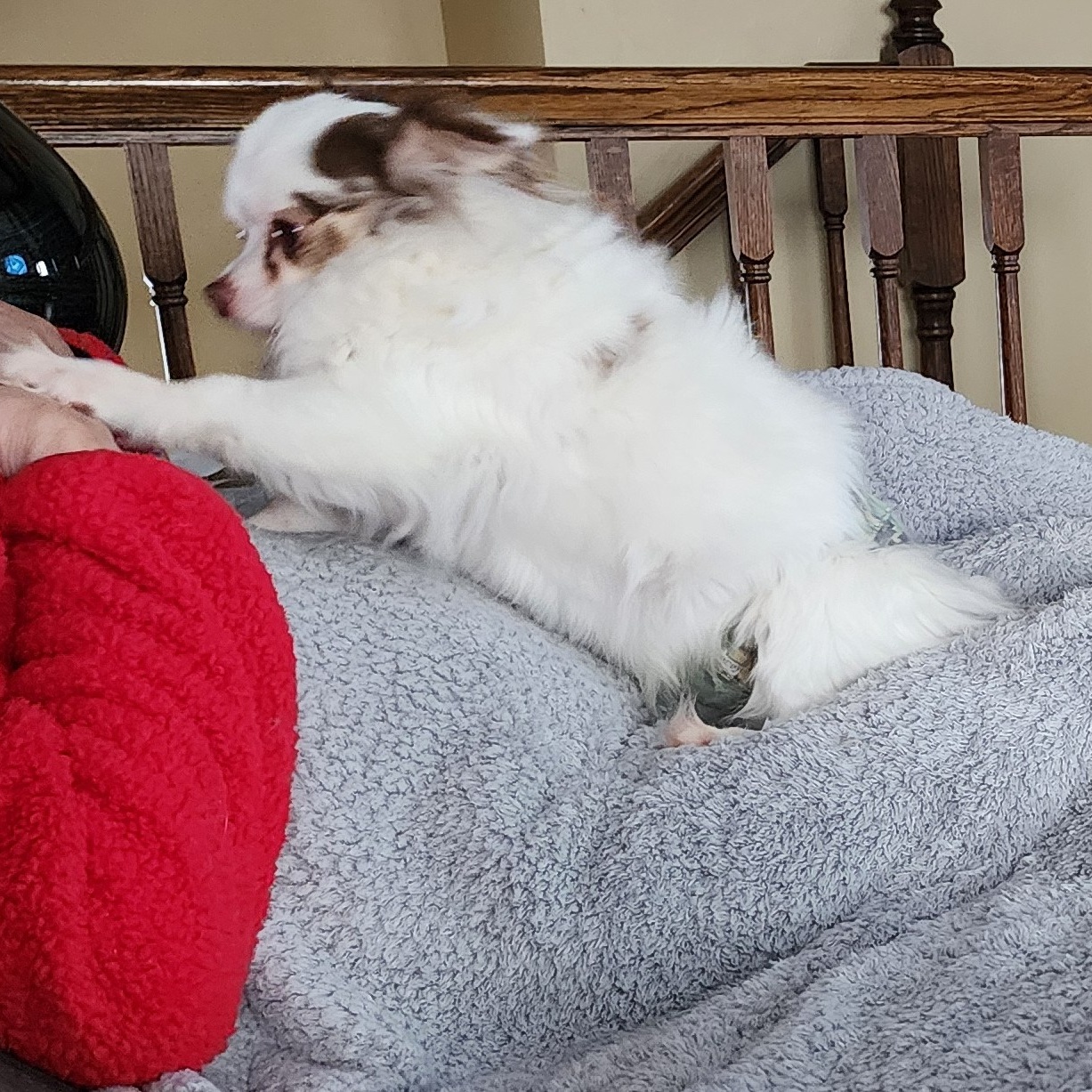 Enlarge Tiko, a Adopted Chihuahua in Mahtomedi, MN image 5/6