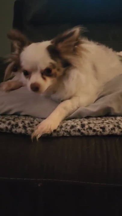 Enlarge Tiko, a Adopted Chihuahua in Mahtomedi, MN video 4/6