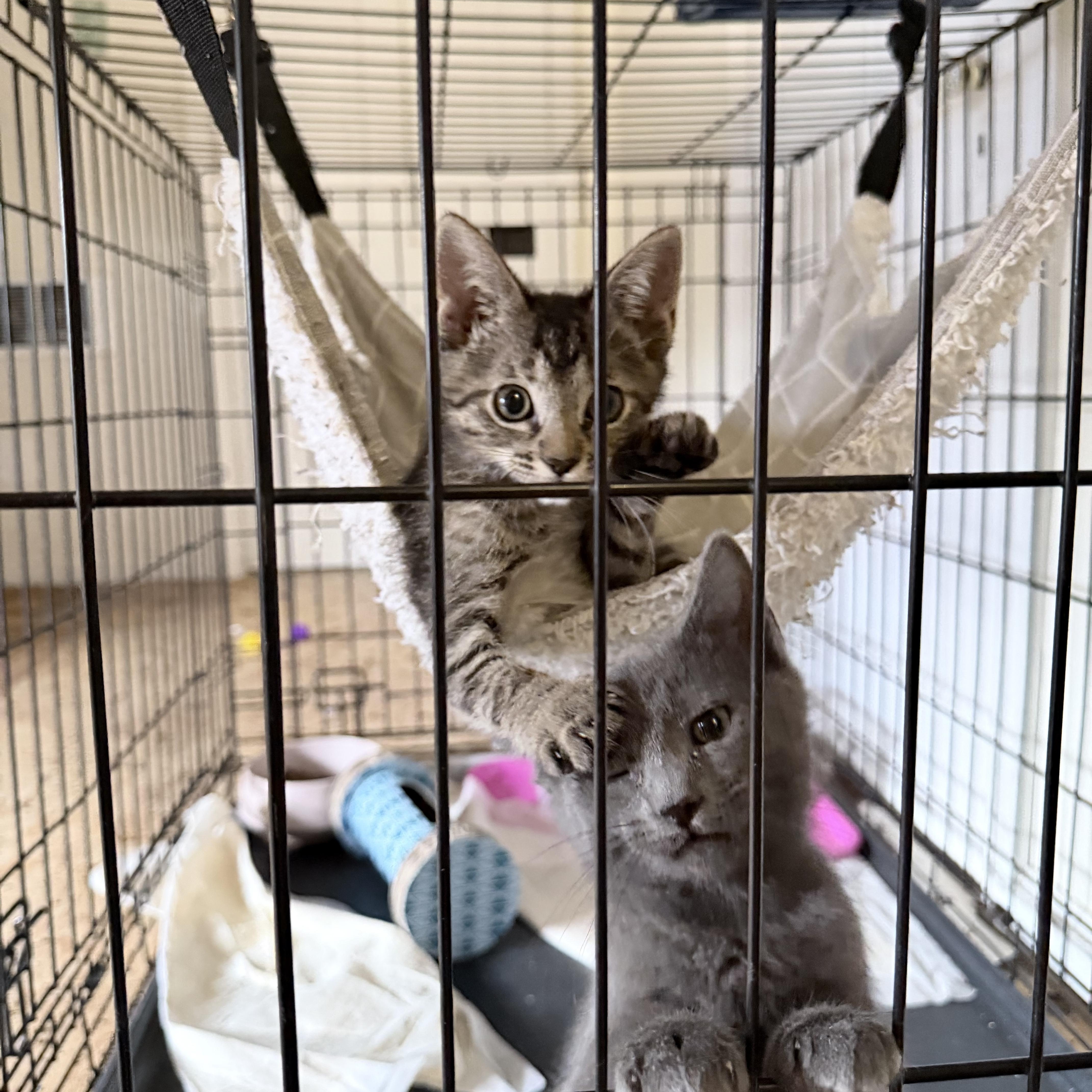 Enlarge Boromir, a Adopted Domestic Short Hair in Pocatello, ID image 3/6