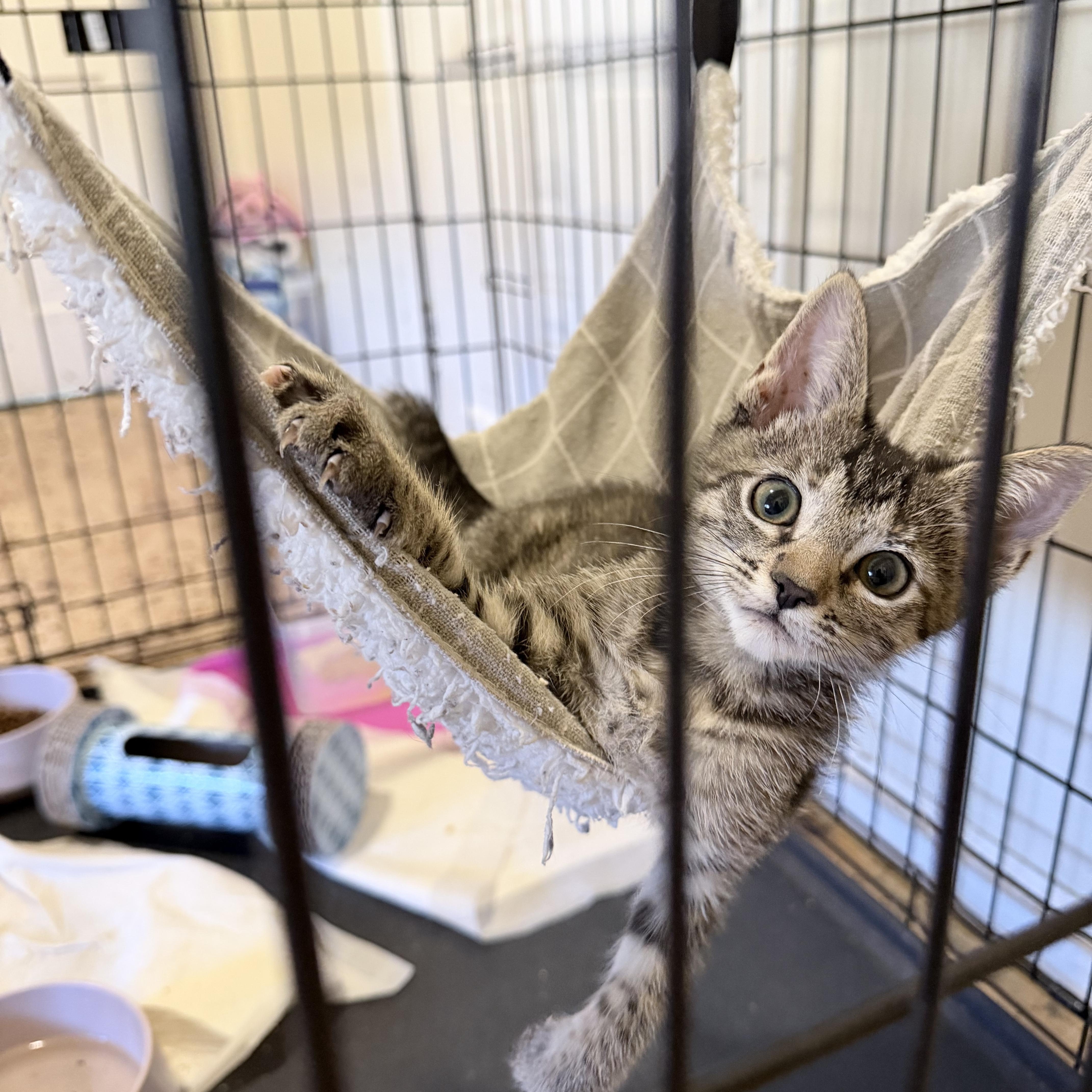 Boromir, Adopted, Kitten Female Domestic Short Hair.