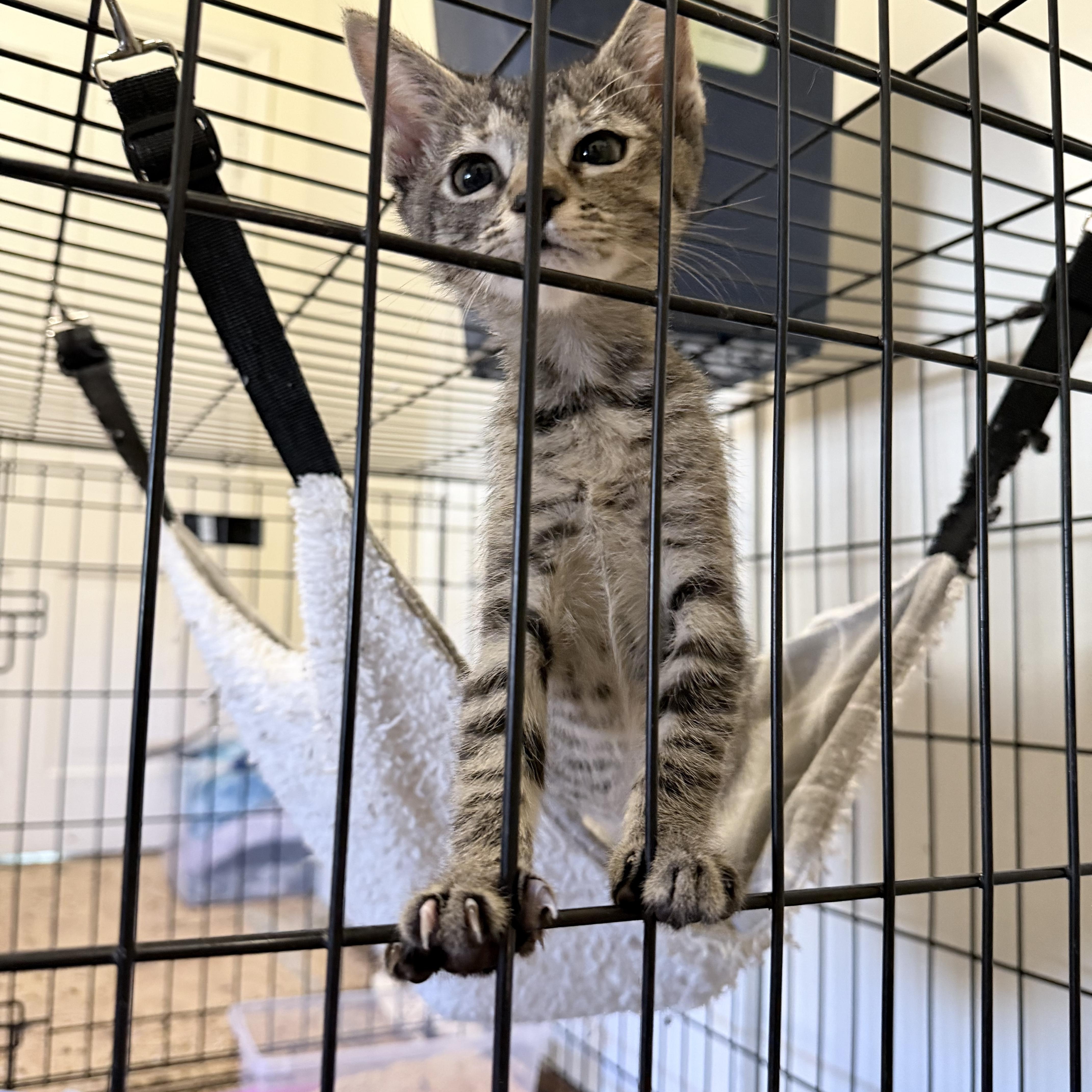 Enlarge Boromir, a Adopted Domestic Short Hair in Pocatello, ID image 6/6