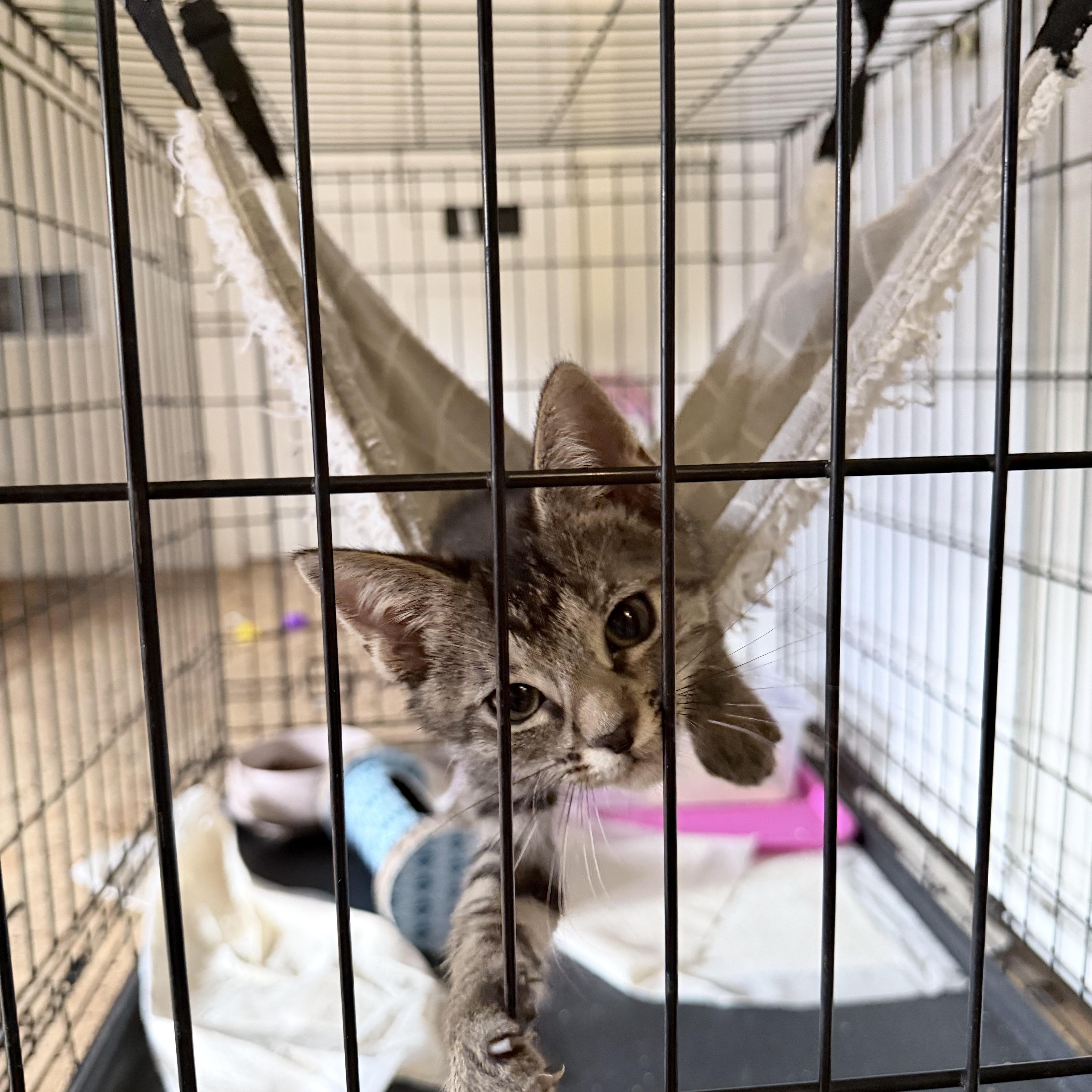 Enlarge Boromir, a Adopted Domestic Short Hair in Pocatello, ID image 4/6