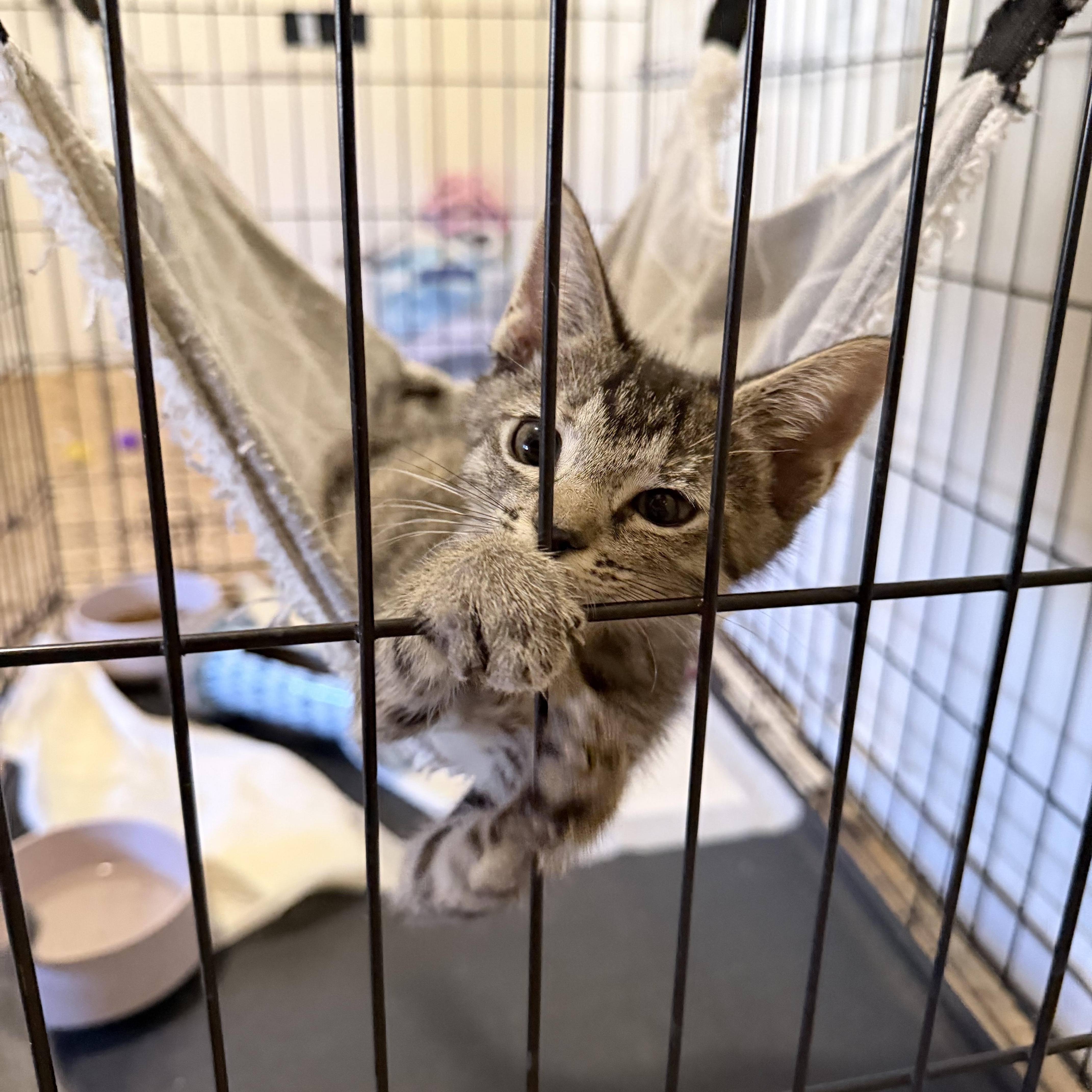 Enlarge Boromir, a Adopted Domestic Short Hair in Pocatello, ID image 5/6