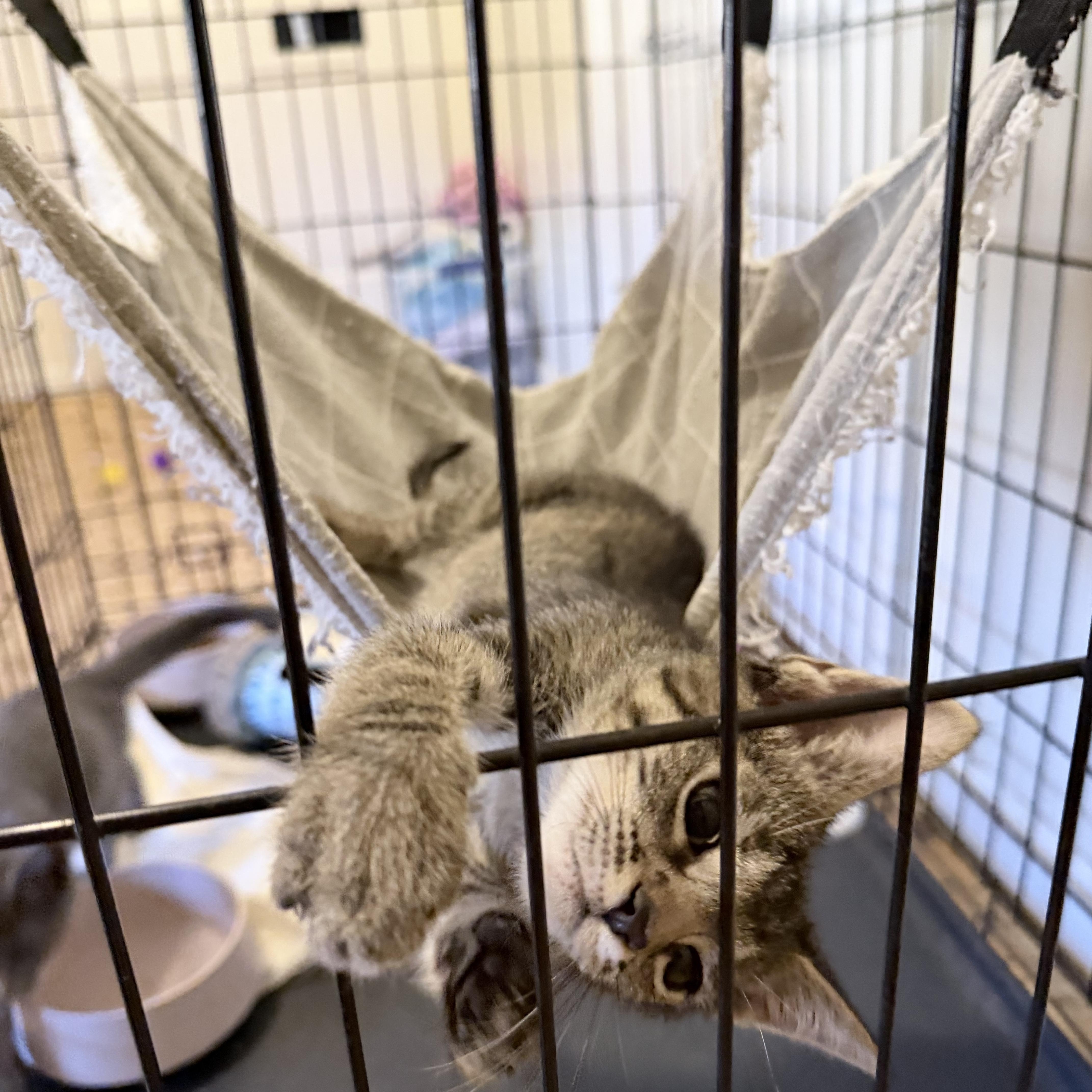 Enlarge Boromir, a Adopted Domestic Short Hair in Pocatello, ID image 2/6