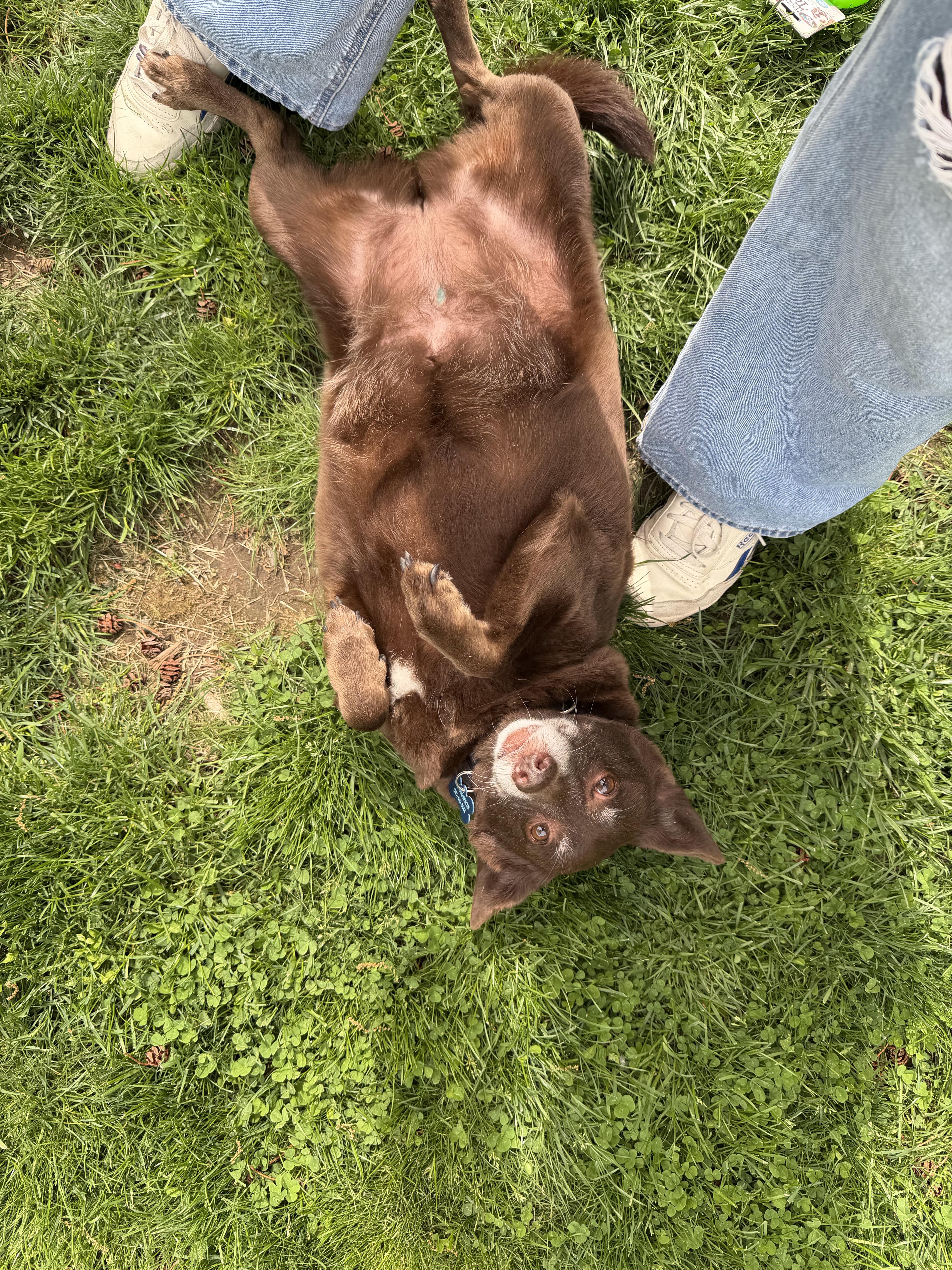 Enlarge Margie, a ADOPTABLE mixed breed in Mahwah, NJ image 4/5