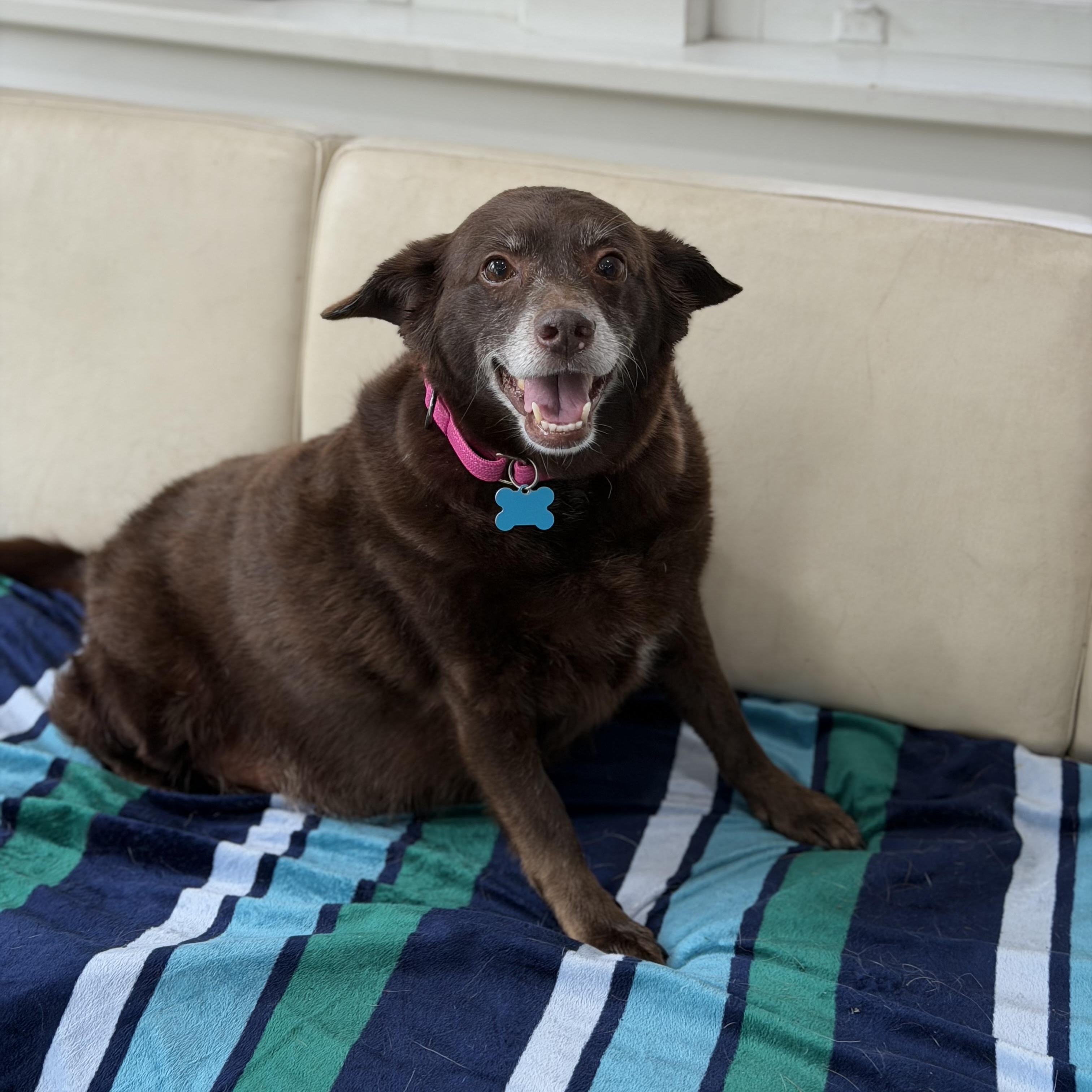 Margie, ADOPTABLE, Adult Female Australian Kelpie & Chocolate Labrador Retriever.