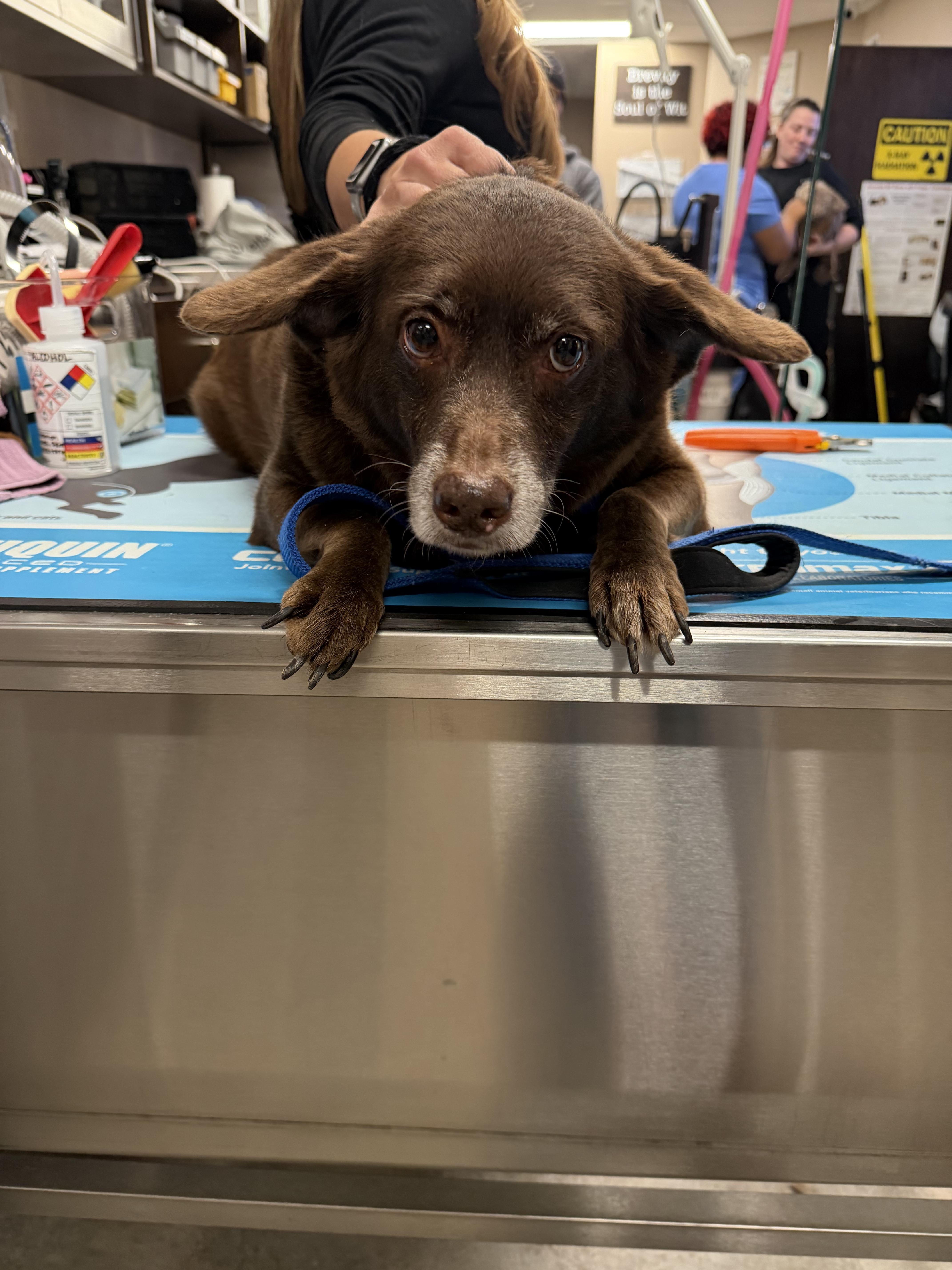 Enlarge Margie, a ADOPTABLE mixed breed in Mahwah, NJ image 3/5
