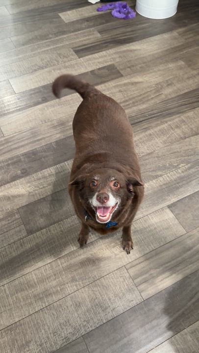 Enlarge Margie, a ADOPTABLE mixed breed in Mahwah, NJ video 2/5