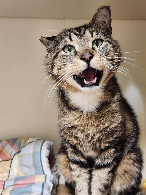 TODD, Adoptable, Adult Male Domestic Short Hair.
