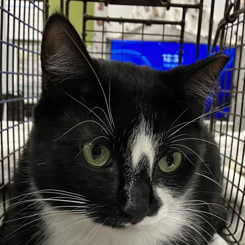 Batgirl, Adoptable, Adult Female Domestic Short Hair.