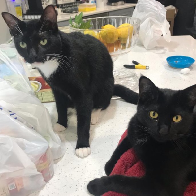 Enlarge Mousetro and Chandler, a Adoptable Domestic Short Hair in Fort Worth, TX image 5/5