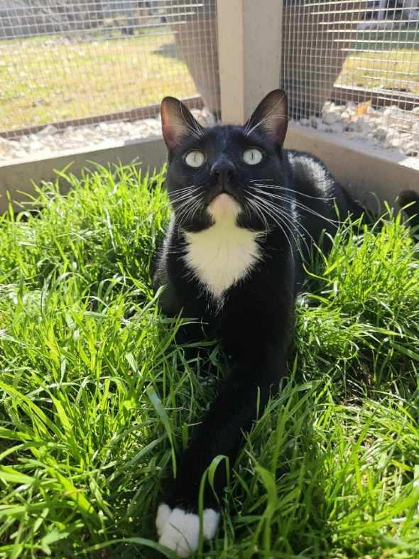 Enlarge Mousetro and Chandler, a Adoptable Domestic Short Hair in Fort Worth, TX image 3/5