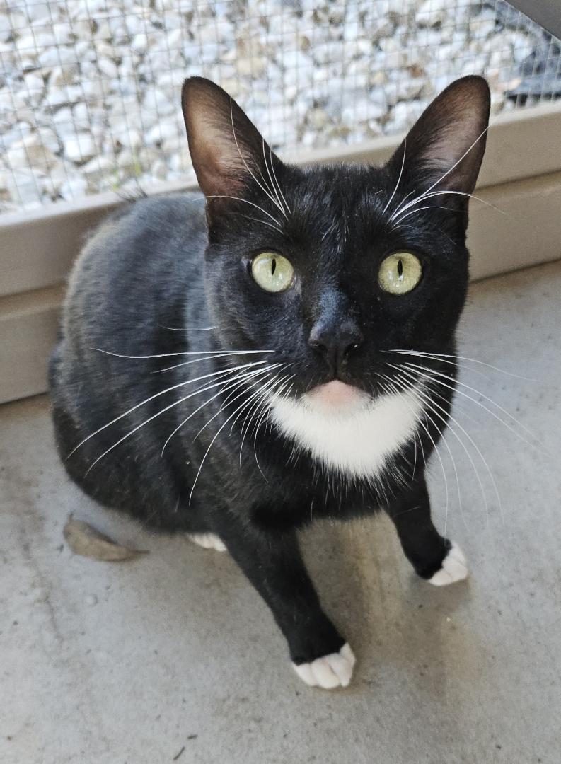 Mousetro and Chandler, Adoptable, Young Male Domestic Short Hair.