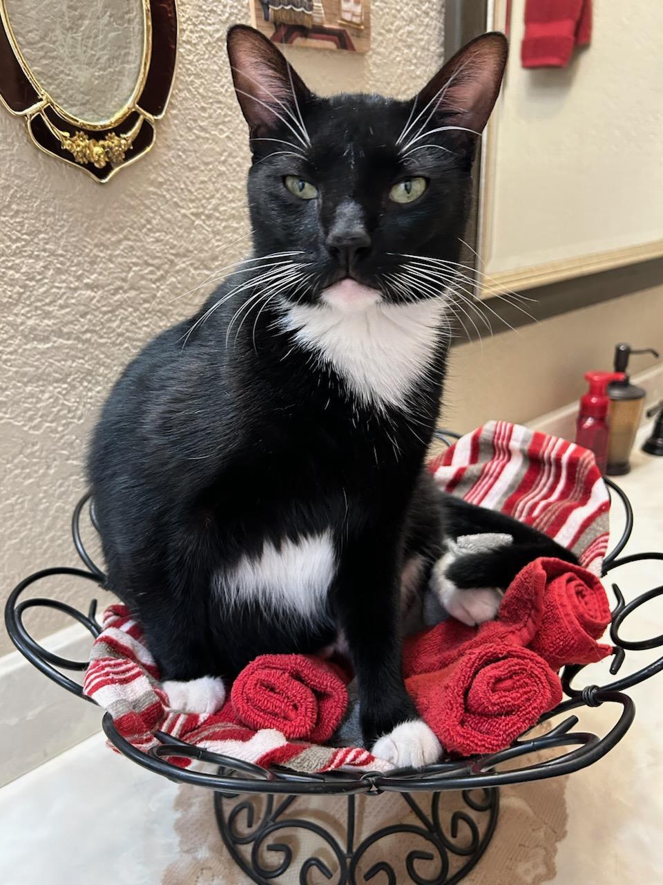 Enlarge Mousetro and Chandler, a Adoptable Domestic Short Hair in Fort Worth, TX image 2/5