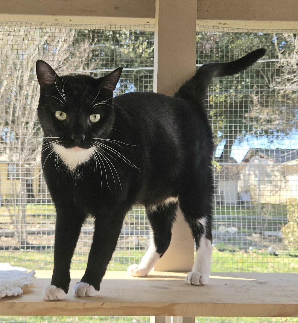 Enlarge Mousetro and Chandler, a Adoptable Domestic Short Hair in Fort Worth, TX image 1/5