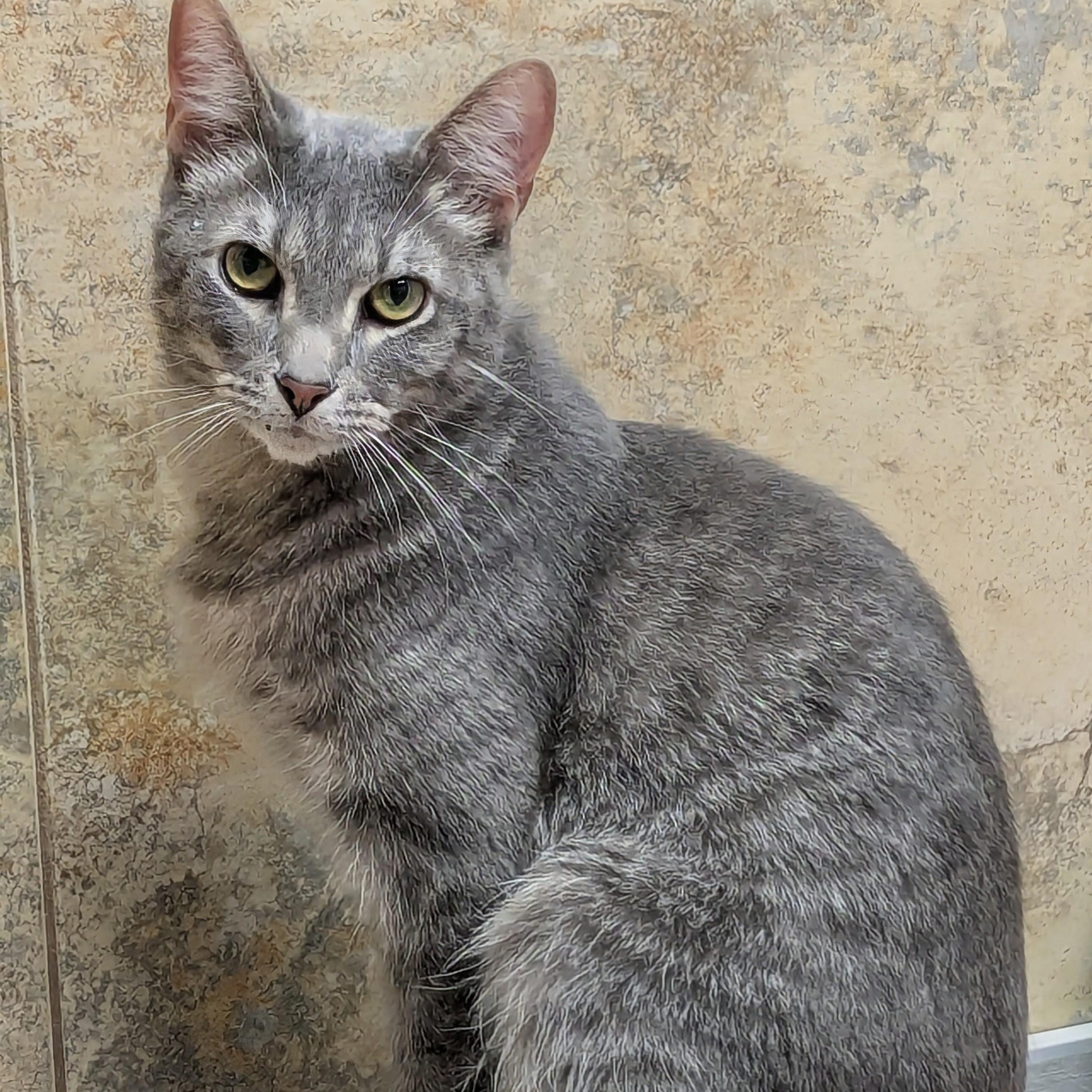 Enlarge Harley, an adopted mixed breed in Valley Falls, KS image 2/2